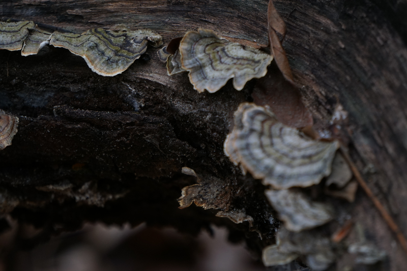 Illustration for article titled Here's some turkey tail or maybe its false turkey tail